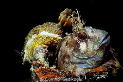 Parablennius gattorugine with Hypselodoris elegans
House... by Cumhur Gedikoglu 